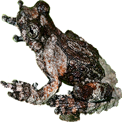 Vietnamese Bird Poop